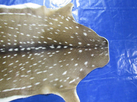 Top quality Axis Deer Skin (no holes) Size: 48x37" Axis-710