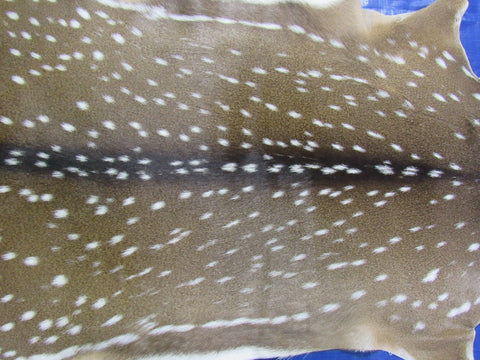 Top quality Axis Deer Skin (no holes) Size: 48x37" Axis-710