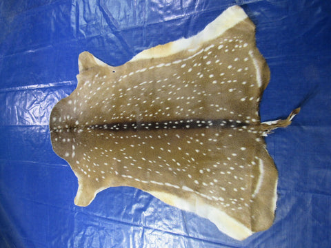 Top quality Axis Deer Skin (1 tiny hole) Size: 56x45" Axis-712