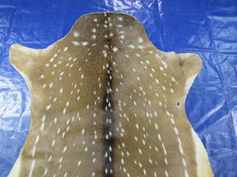 Top quality Axis Deer Skin (1 tiny hole) Size: 56x45" Axis-712