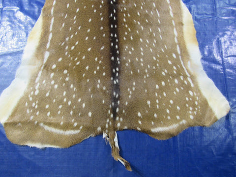 Top quality Axis Deer Skin (1 tiny hole) Size: 56x45" Axis-712