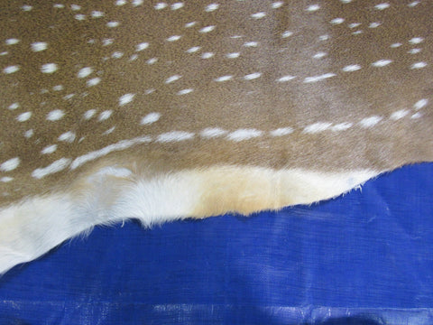 Top quality Axis Deer Skin (1 tiny hole) Size: 56x45" Axis-712