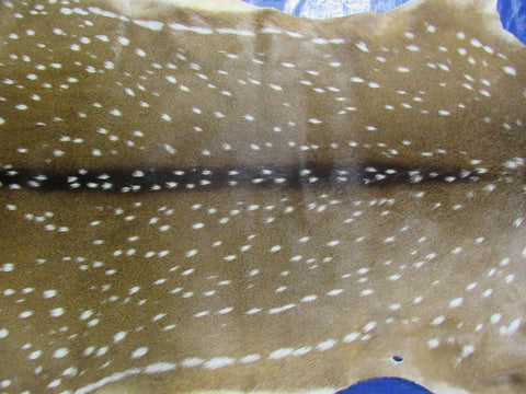 Top quality Axis Deer Skin (1 tiny hole) Size: 56x45" Axis-712