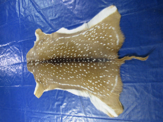 Top quality Axis Deer Skin (no holes) Size: 43x37" Axis-713