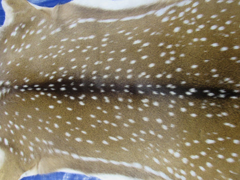 Top quality Axis Deer Skin (no holes) Size: 43x37" Axis-713