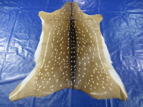 Top Quality Axis Deer Skin (tiny hole in shoulder) Size: 39x36" Axis-714