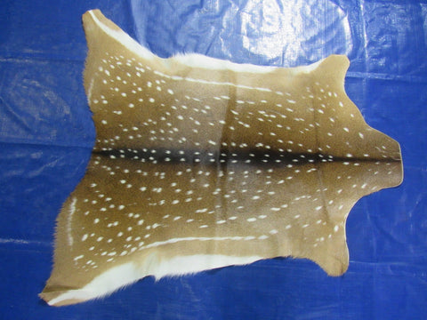 Top Quality Axis Deer Skin (tiny hole in shoulder) Size: 39x36" Axis-714