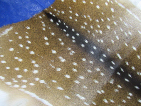 Top Quality Axis Deer Skin (tiny hole in shoulder) Size: 39x36" Axis-714