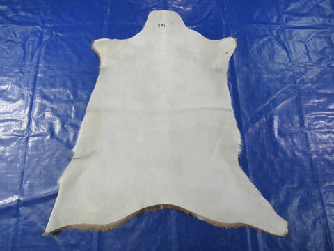 Top Quality Axis Deer Skin (tiny hole in shoulder) Size: 39x36" Axis-714