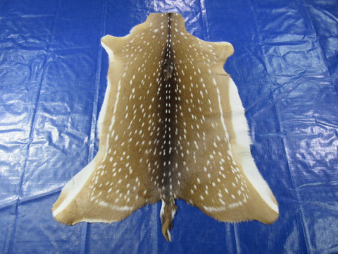 Top Quality Axis Deer Skin (tiny hole in shoulder) Size: 44x37" Axis-715