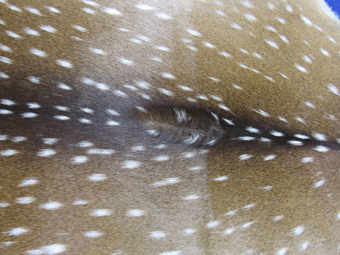 Top Quality Axis Deer Skin (tiny hole in shoulder) Size: 44x37" Axis-715