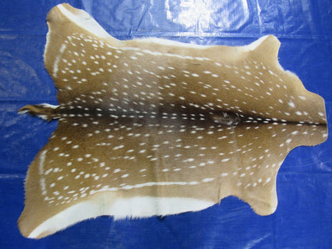 Top Quality Axis Deer Skin (tiny hole in shoulder) Size: 44x37" Axis-715