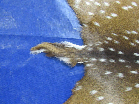 Top Quality Axis Deer Skin (tiny hole in shoulder) Size: 44x37" Axis-715