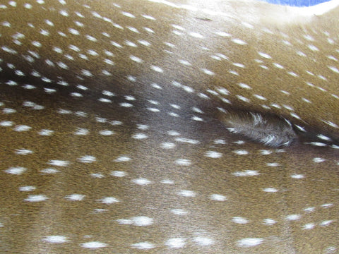 Top Quality Axis Deer Skin (tiny hole in shoulder) Size: 44x37" Axis-715