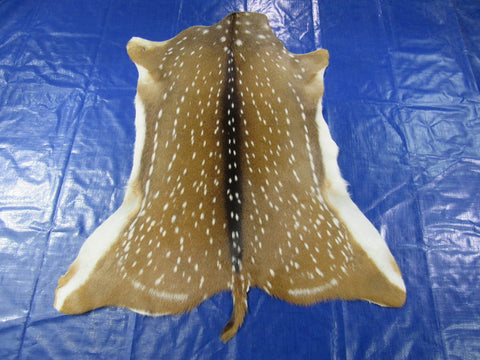 Top Quality Axis Deer Skin (hole in shoulder) Size: 46x39" Axis-716