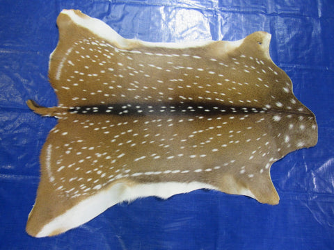 Top Quality Axis Deer Skin (hole in shoulder) Size: 46x39" Axis-716