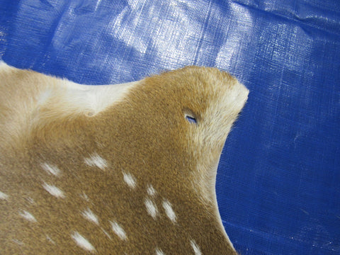 Top Quality Axis Deer Skin (hole in shoulder) Size: 46x39" Axis-716