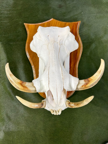 African Pig Skull - Real Wild Pig Polished Cranium - Approximate Size: About 16" long X 10" wide X 9.5" deep