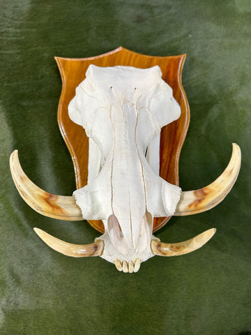African Pig Skull - Real Wild Pig Polished Cranium - Approximate Size: About 16" long X 10" wide X 9.5" deep
