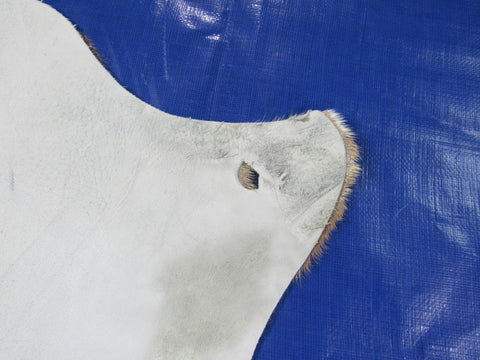 Top Quality Axis Deer Skin (hole in shoulder) Size: 46x39" Axis-716