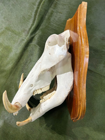 African Pig Skull - Real Wild Pig Polished Cranium - Approximate Size: About 16" long X 10" wide X 9.5" deep