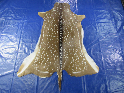 Top Quality Axis Deer Skin (no holes) Size: 49x41" Axis-717