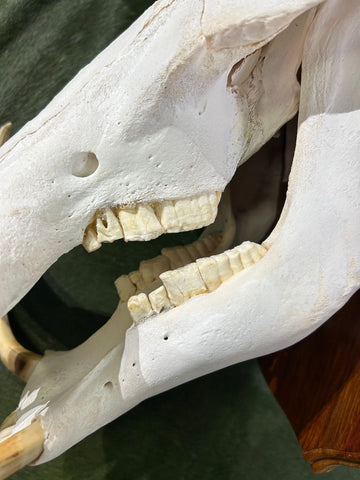 African Pig Skull - Real Wild Pig Polished Cranium - Approximate Size: About 16" long X 10" wide X 9.5" deep