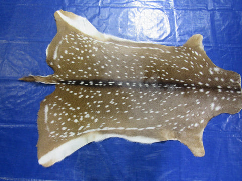 Top Quality Axis Deer Skin (no holes) Size: 49x41" Axis-717