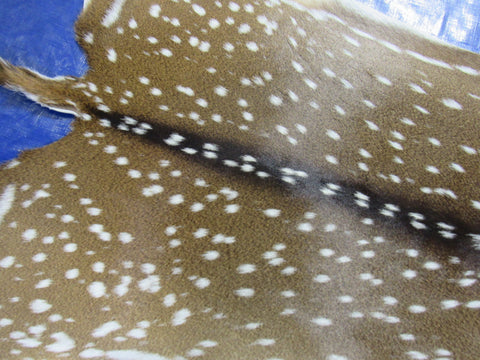 Top Quality Axis Deer Skin (no holes) Size: 49x41" Axis-717