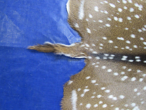 Top Quality Axis Deer Skin (no holes) Size: 49x41" Axis-717