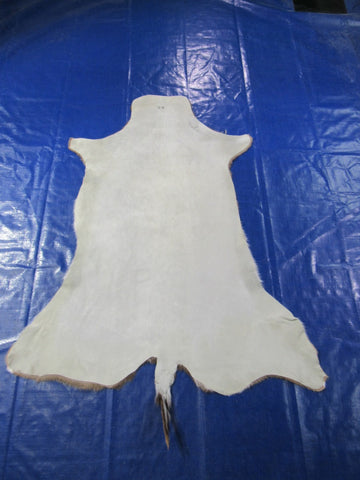 Top Quality Axis Deer Skin (no holes) Size: 49x41" Axis-717