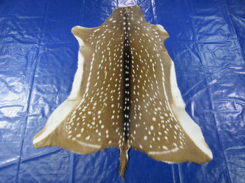 Top Quality Axis Deer Skin (2 holes in shoulder area) Size: 47x40" Axis-718