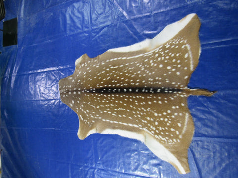 Top Quality Axis Deer Skin (2 holes in shoulder area) Size: 47x40" Axis-718