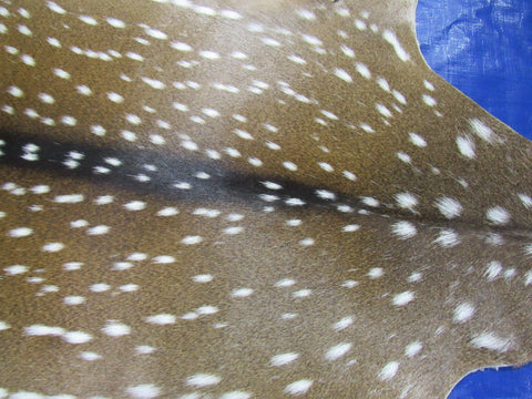 Top Quality Axis Deer Skin (2 holes in shoulder area) Size: 47x40" Axis-718