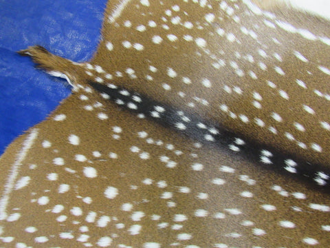 Top Quality Axis Deer Skin (2 holes in shoulder area) Size: 47x40" Axis-718