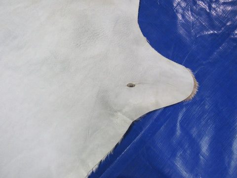 Top Quality Axis Deer Skin (2 holes in shoulder area) Size: 47x40" Axis-718