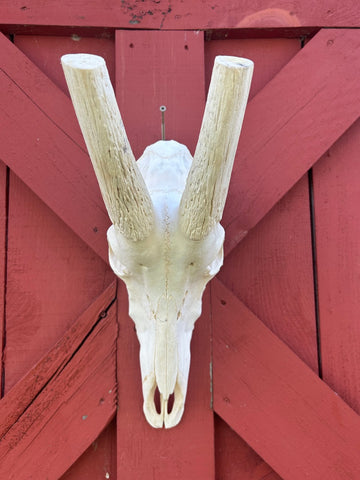 Giant Sable Skull - Deer Skull - Real African Antelope Horns - African Sable Trophy Antelope Skull