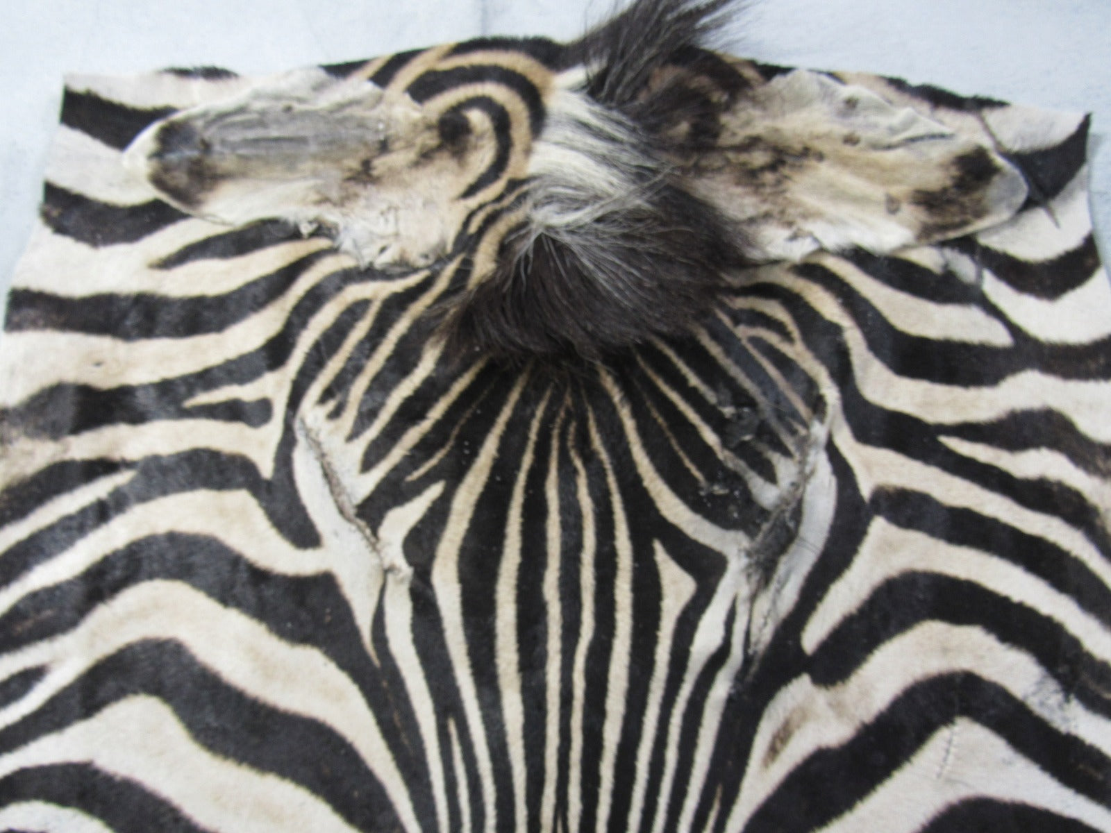 Zebra Face # 1 Size: 21x21"