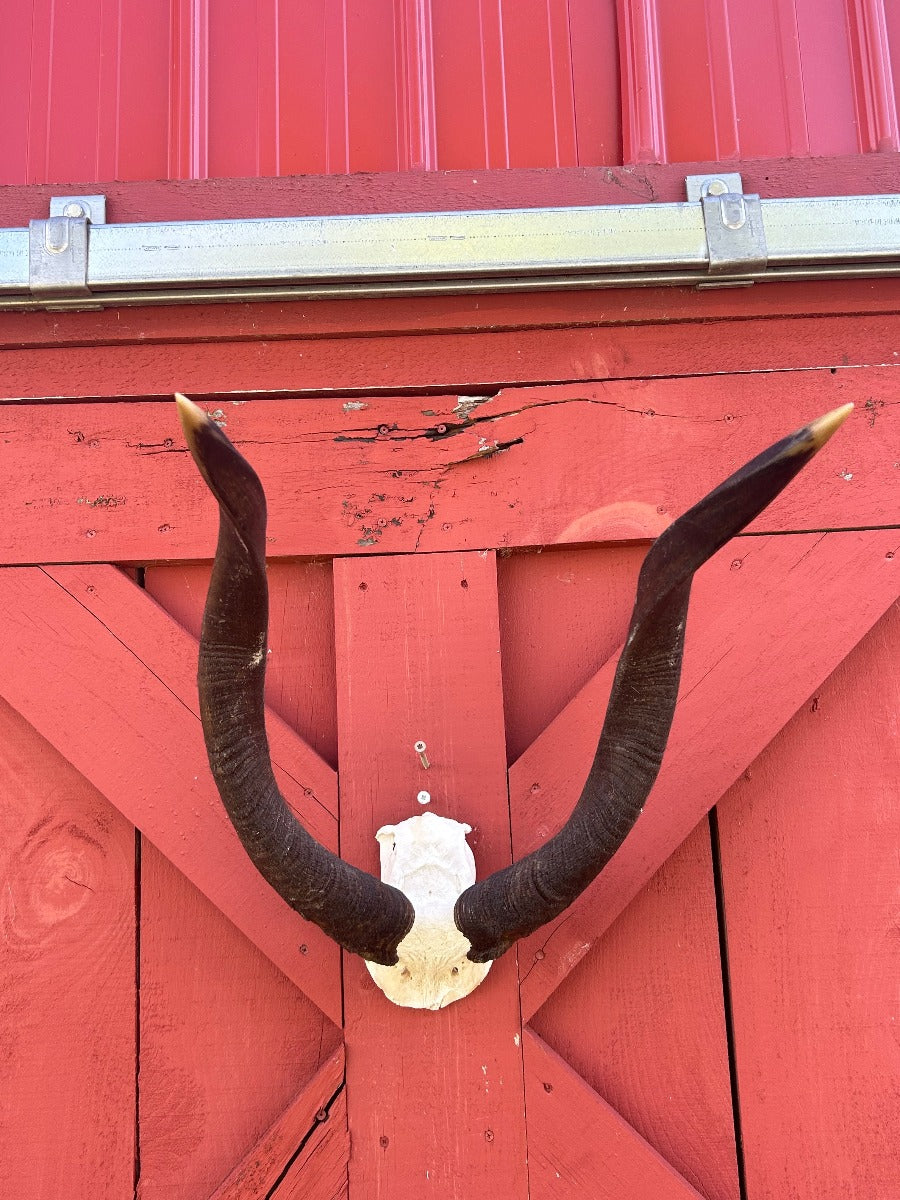 Giant Nyala Skull African Antelope Horn + Skull (Horns are around 24 inches measured around the curls)