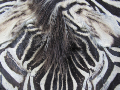 Zebra Face # 2 Size: 19x17"