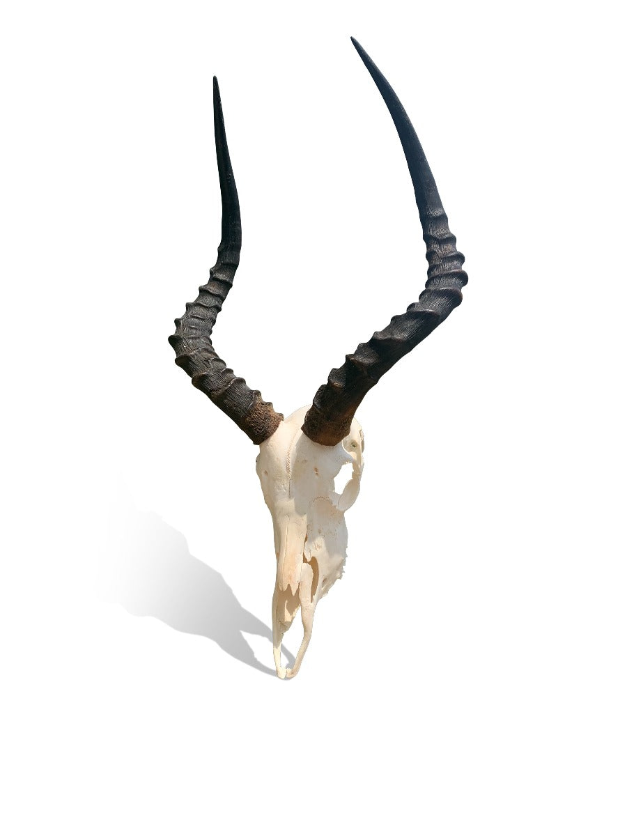 Real Impala Skull - Average Size 18X12X5 inches