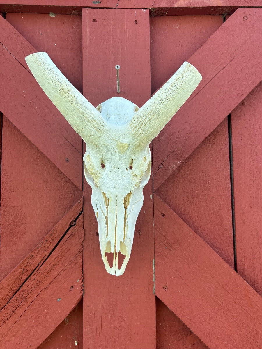 Giant Nyala Skull African Antelope Horn + Skull (Horns are around 24 inches measured around the curls)