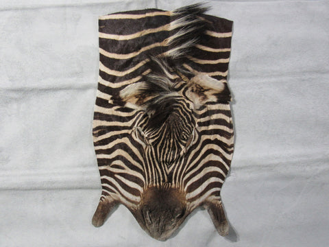 Zebra Face # 3 Size: 31x18"