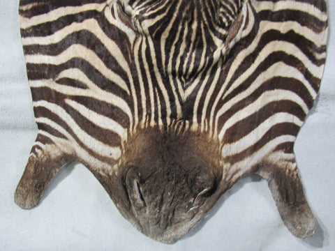 Zebra Face # 3 Size: 31x18"