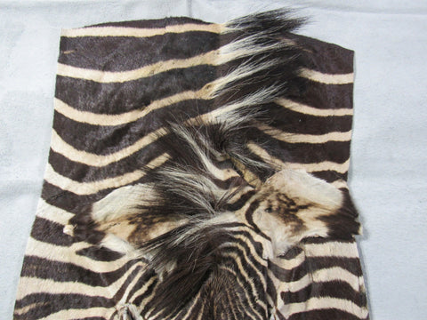 Zebra Face # 3 Size: 31x18"