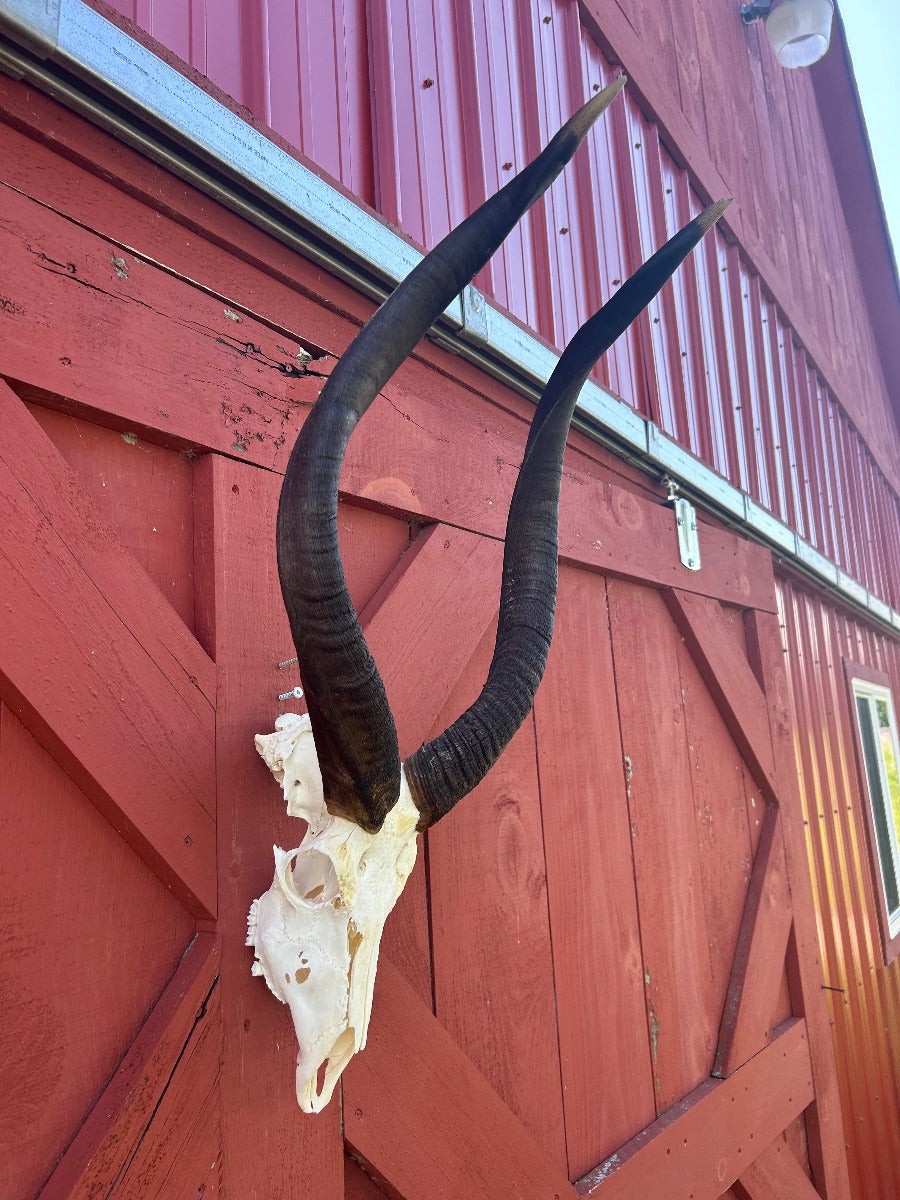 Giant Nyala Skull African Antelope Horn + Skull (Horns are around 28 inches measured around the curls)