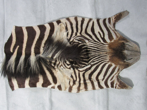 Zebra Face # 4 Size: 32x18"