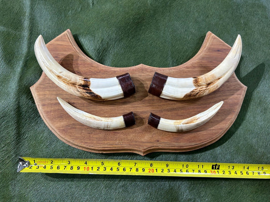 Pig Teeth on Wooden Plaque- Real Wild Pig Teeth - Size: About 15" wide X 9" tall X 1.5" deep