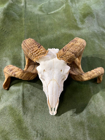 Ram Skull #1 - Real Marino Ram Horns and Skull - Approx Size: 14LX20WX8D inches - Made for Wall Hanging with Metal Bracket on Horns