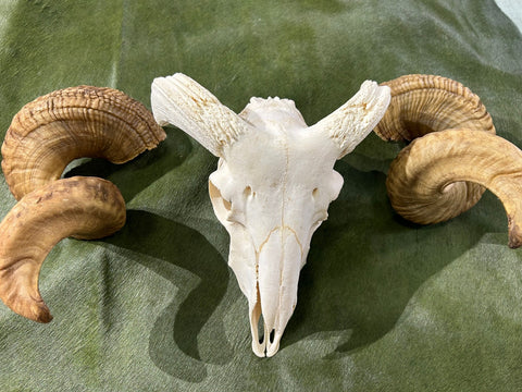 Ram Skull #1 - Real Marino Ram Horns and Skull - Approx Size: 14LX20WX8D inches - Made for Wall Hanging with Metal Bracket on Horns